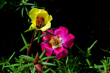 BLÜTEN