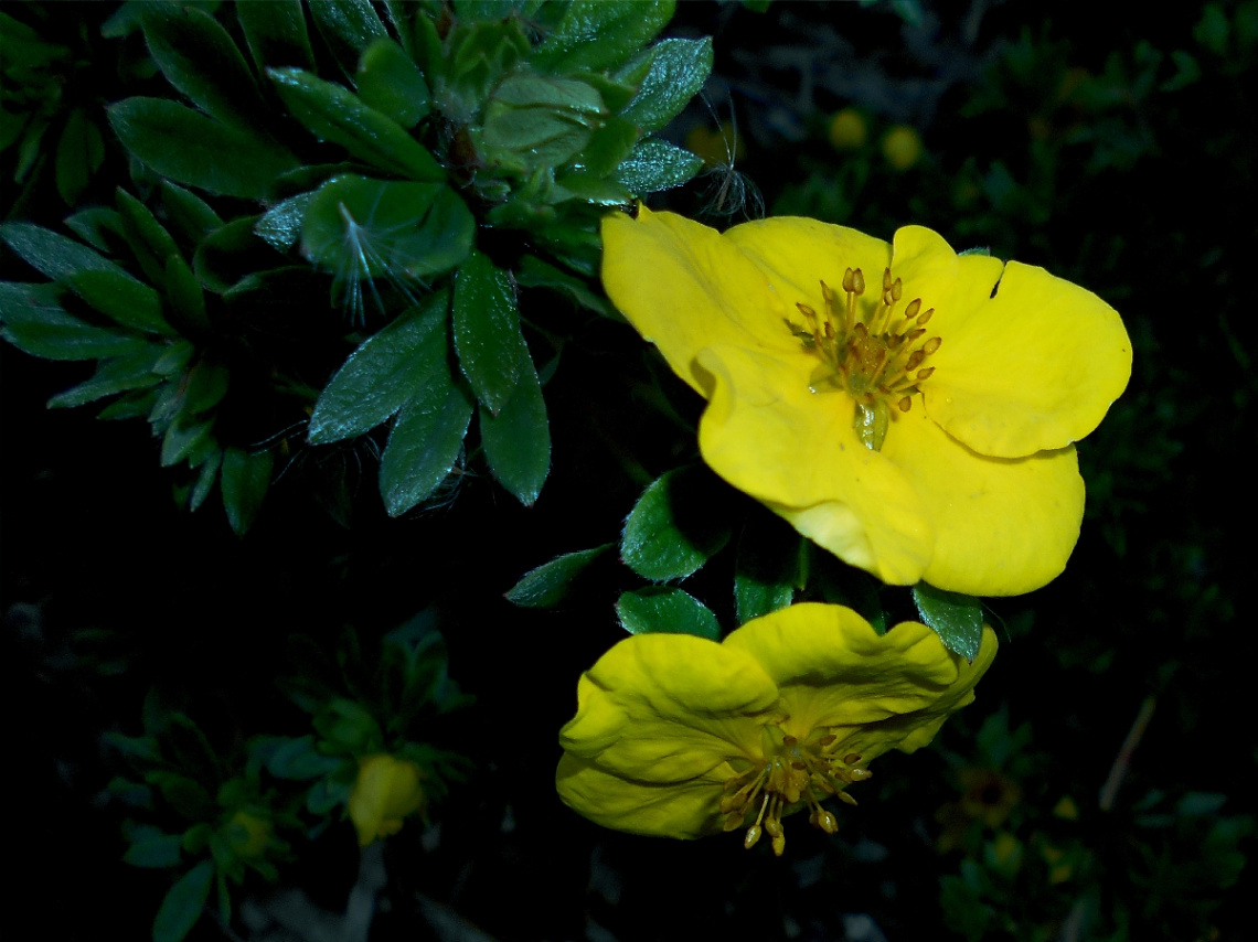 BLÜTEN