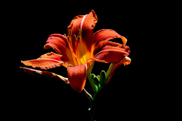 BLÜTE