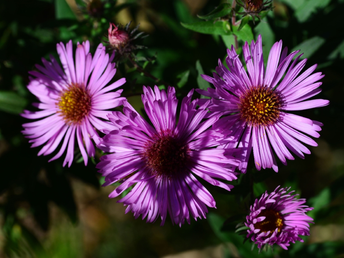 BLÜTEN