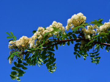 BLÜTEN