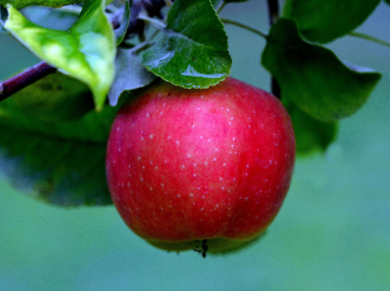APFEL