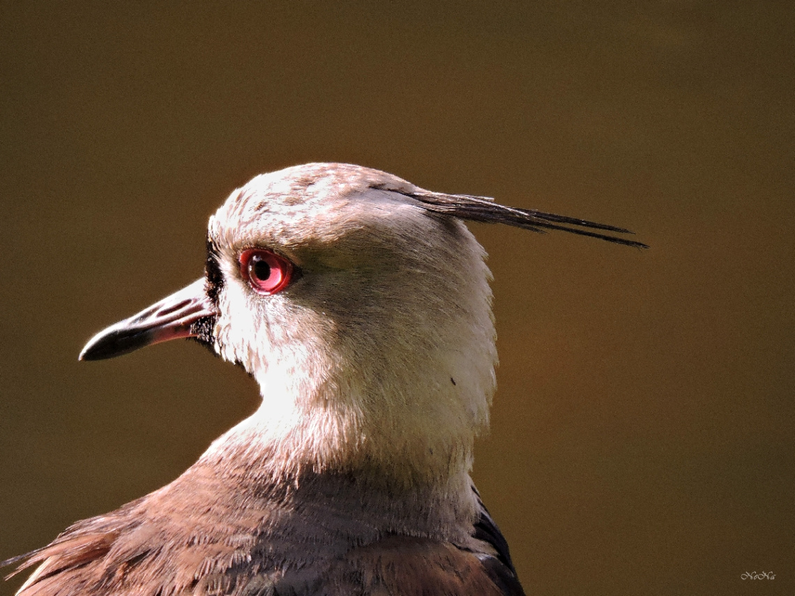 Southern Lapwing
