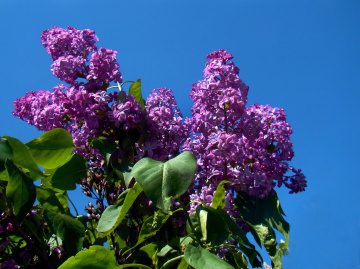 BLÜTEN