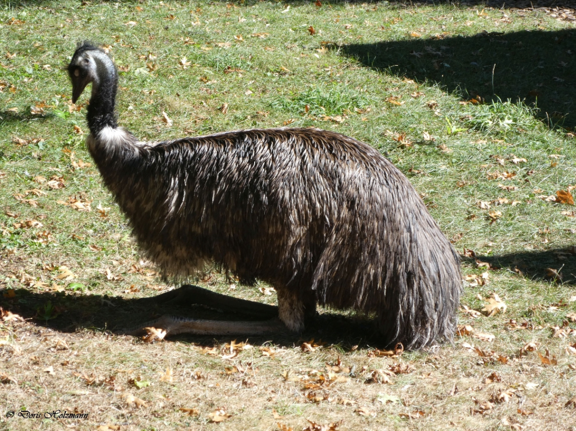 Emu