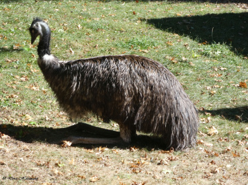 Emu