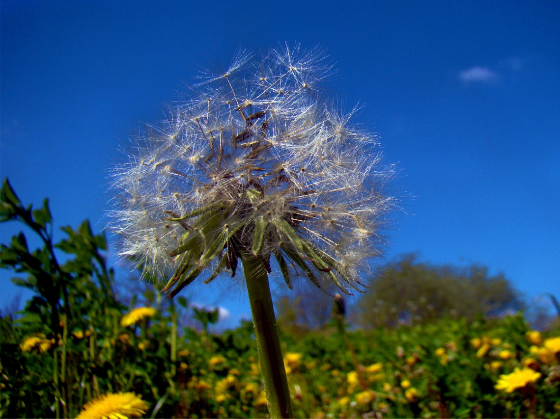 AUF EINER WIESE