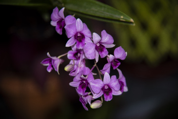 Orchids
