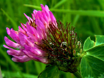 BLÜTE