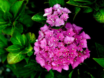 BLÜTEN