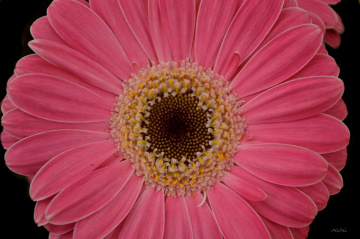 Gerbera