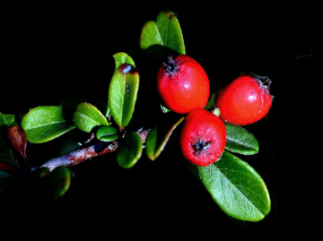 BEEREN