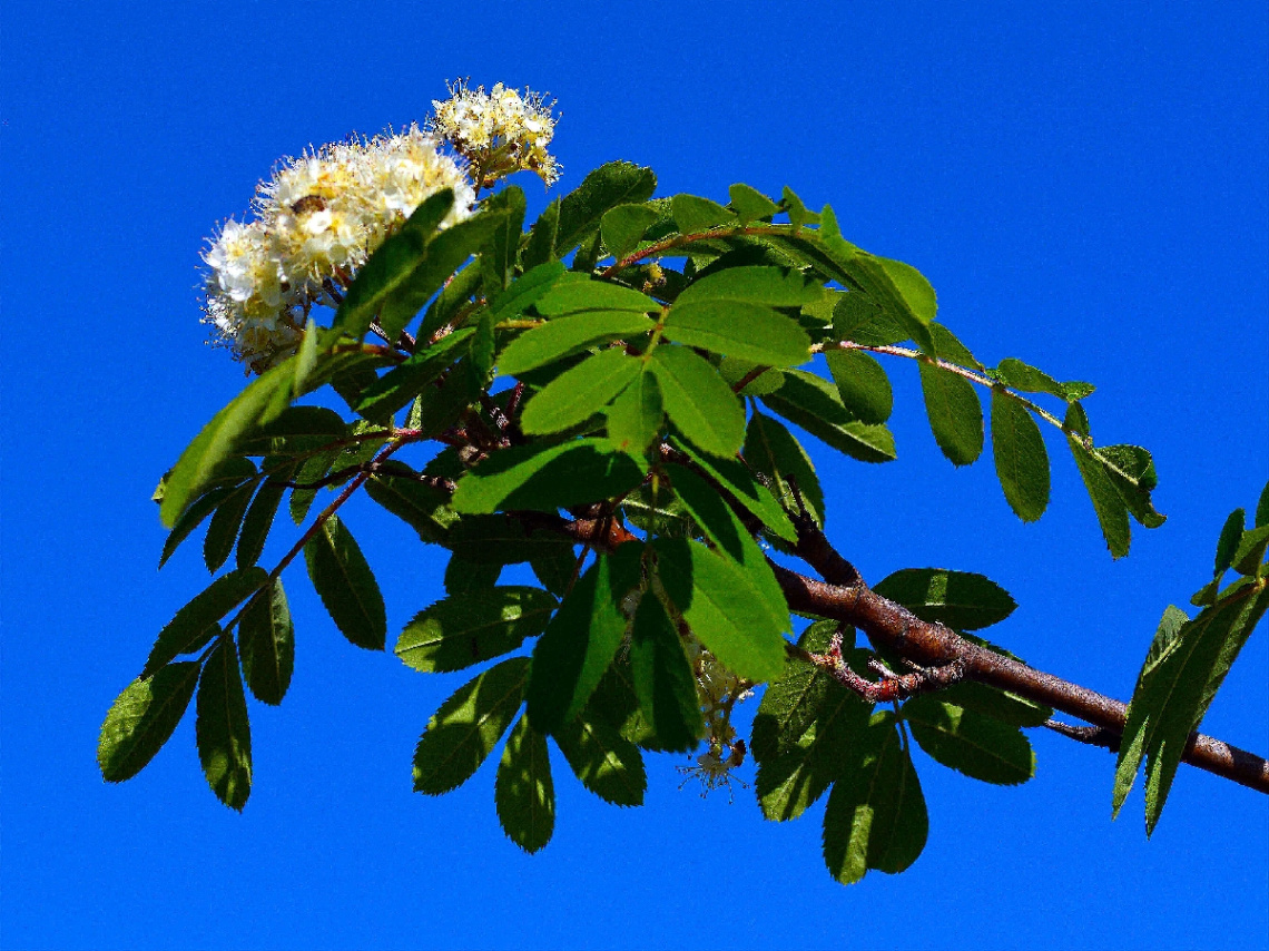 FRÜHLING
