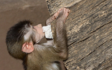 A Young One