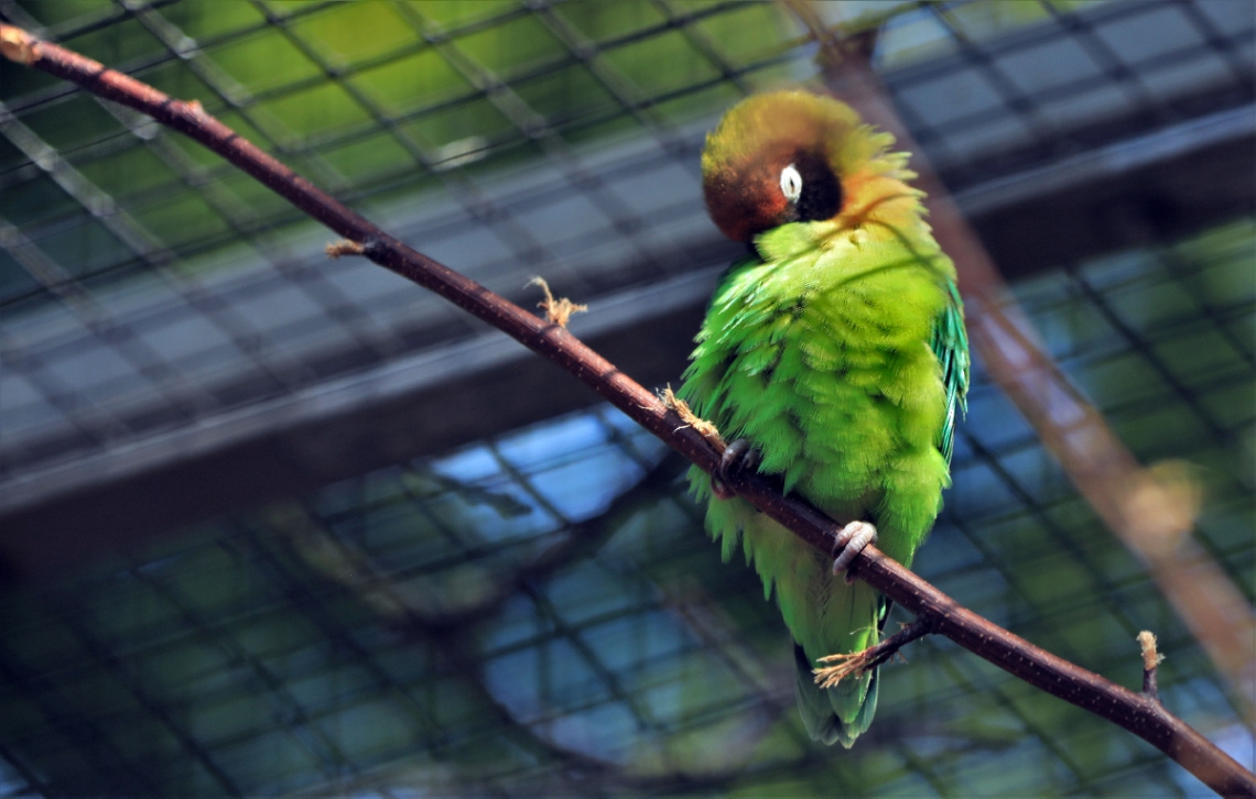 A Green One ...