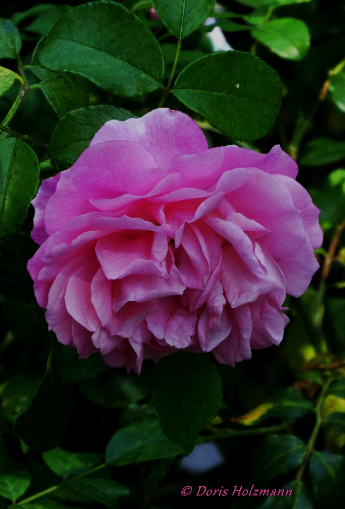 Blüte