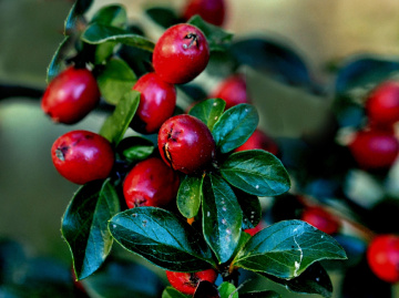 BEEREN