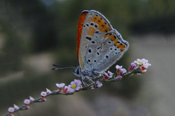 Kelebek