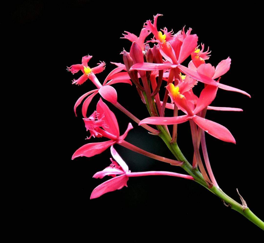 Mini Orchids