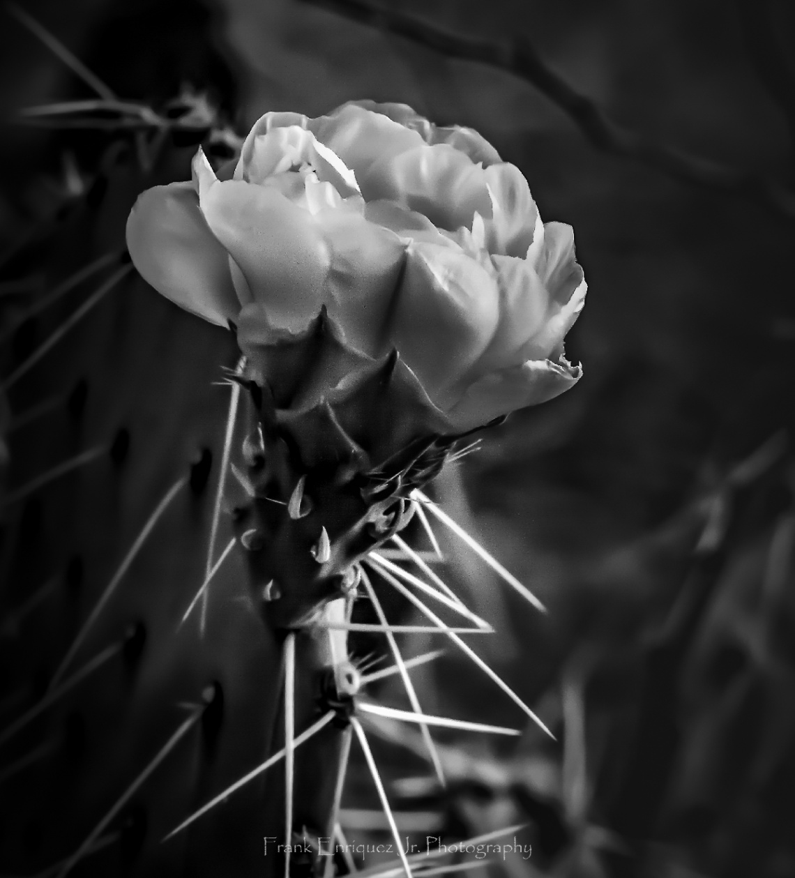 Desert Flower