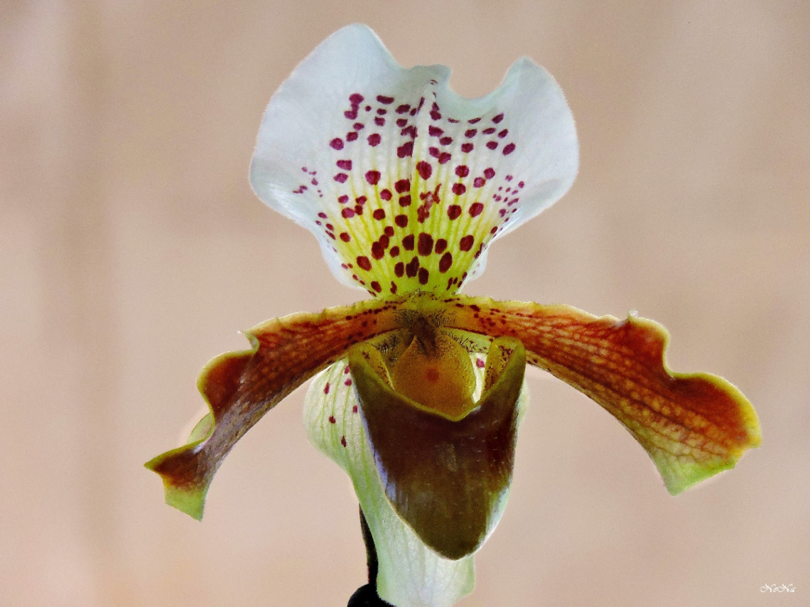 Orquídea Sapatinho