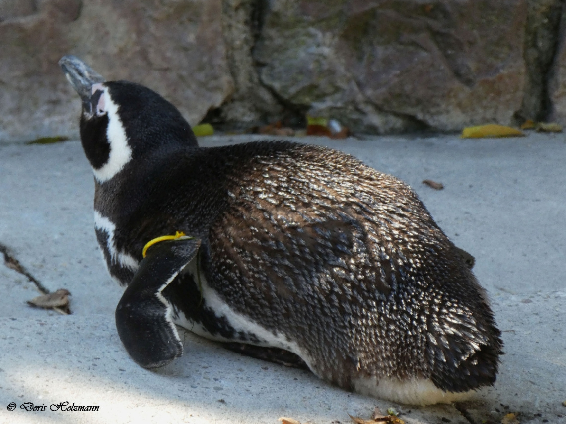 Pinguin