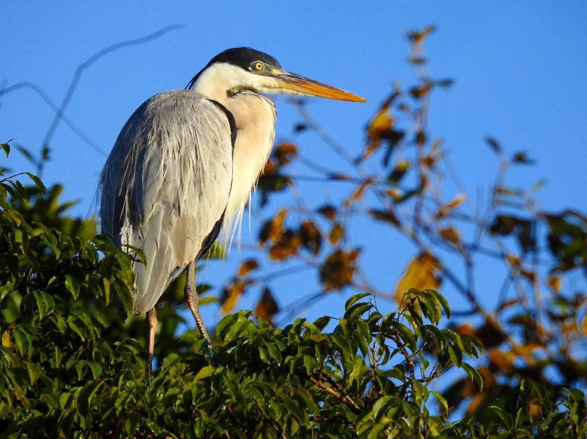 Cocoi Heron