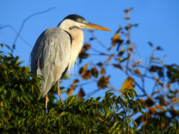 Cocoi Heron