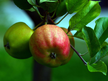 ÄPFEL