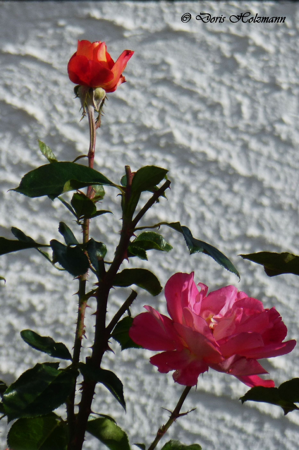 Rosen