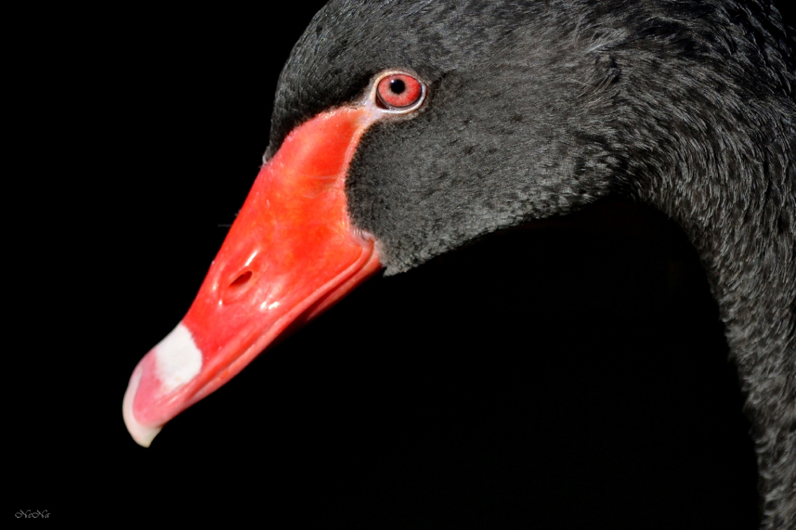 Black Swan