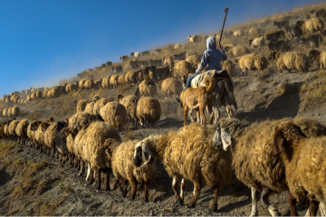 Sürü.Bitlis.2019