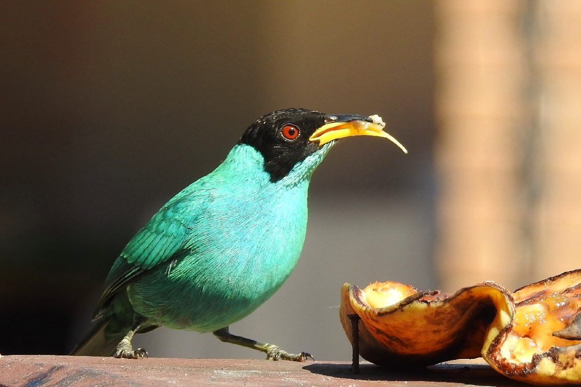 Green Honeycreeper