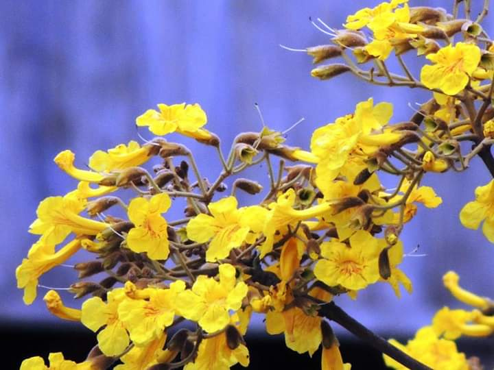 Ipê amarelo 