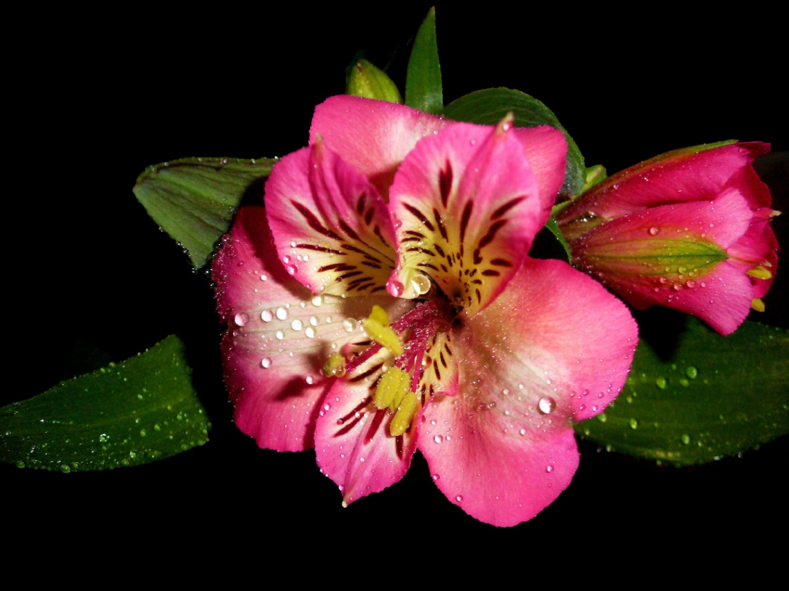 BLUMEN