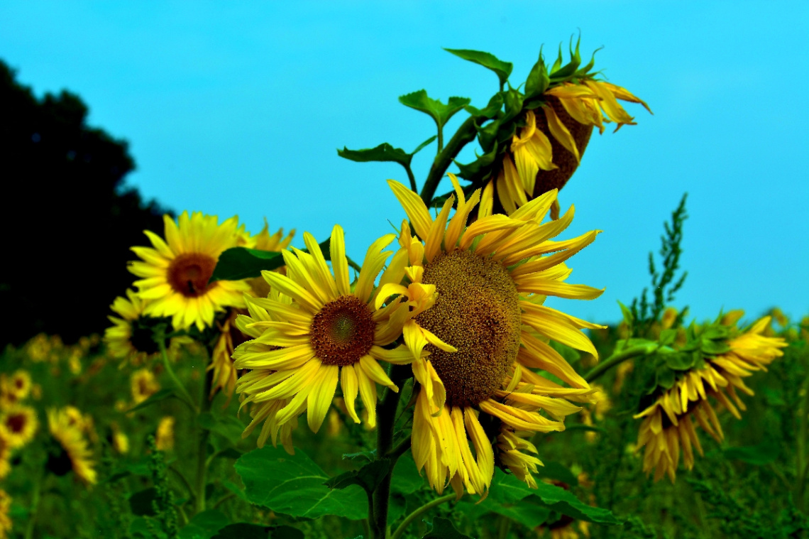 SONNENBLUMEN