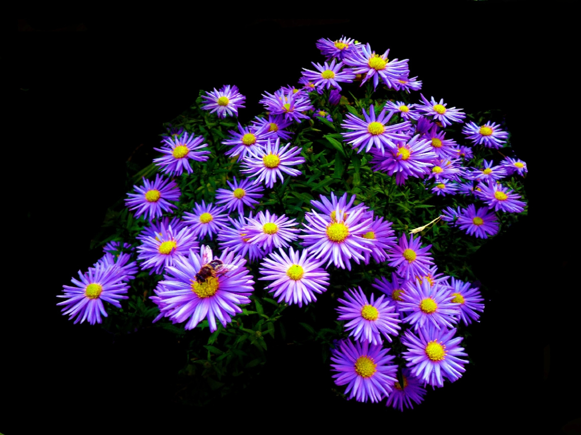 BLUMEN