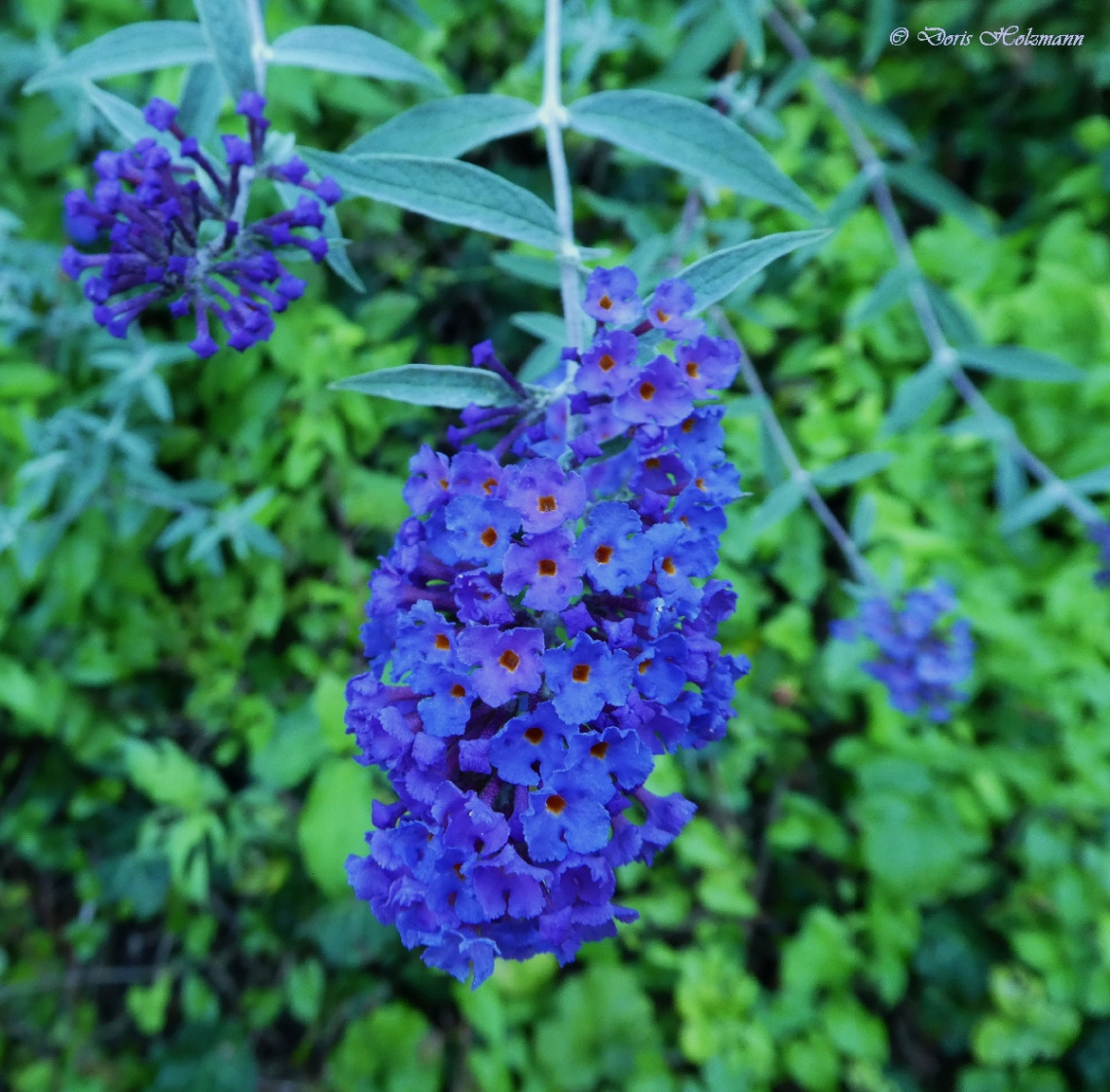 Blau