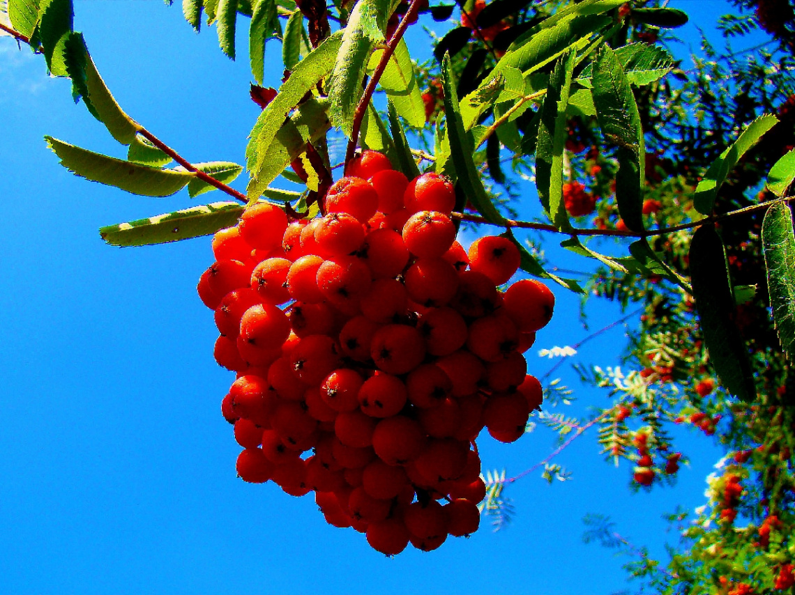 BEEREN