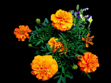 BLUMEN