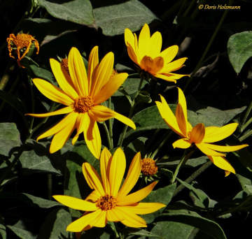 Blüten