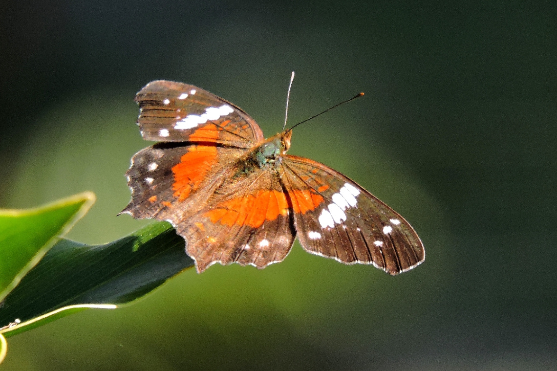 Anartia amathea