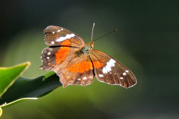 Anartia amathea