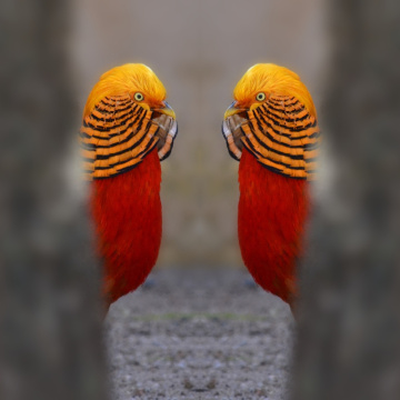 Golden Pheasant