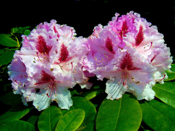 BLUMEN