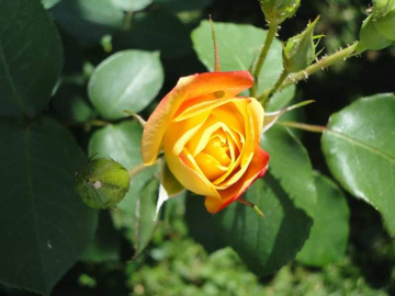 Rosa amarela.