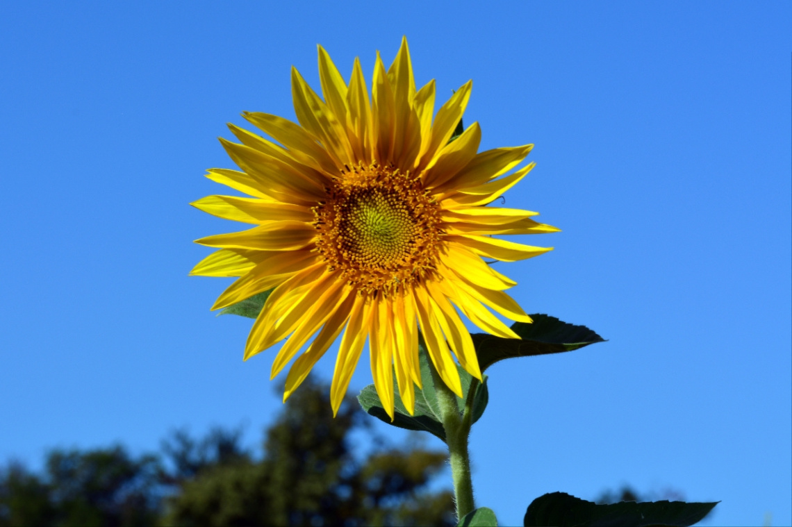 BLUME