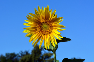 BLUME