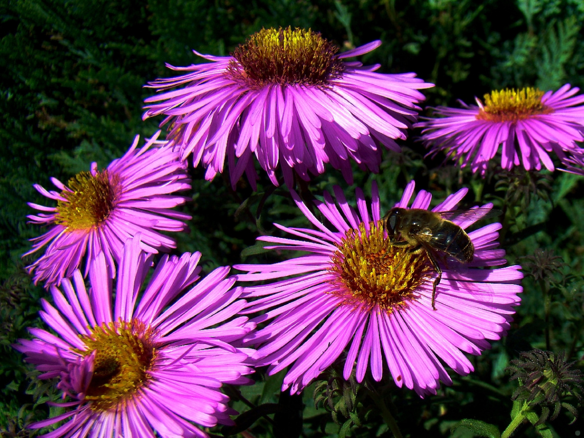 BLUMEN