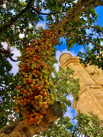 Lala Mustafa Paşa Camii, Cümbezağacı (720 yaşında)